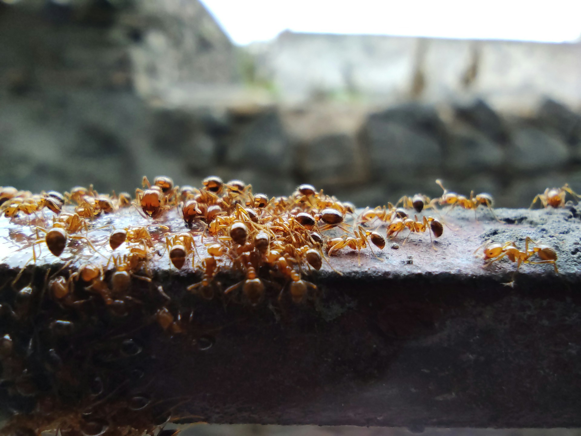 Ant Control