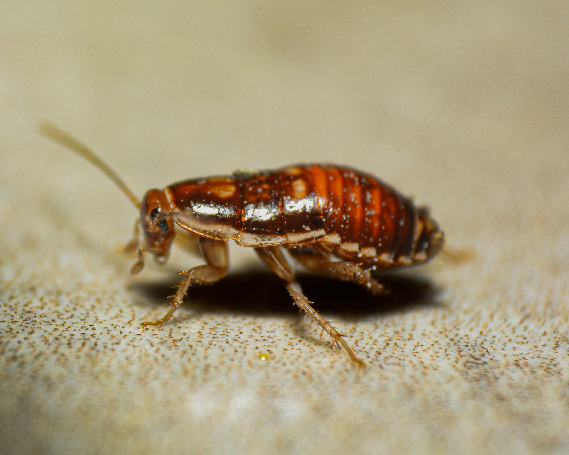 Bed Bug Treatment
