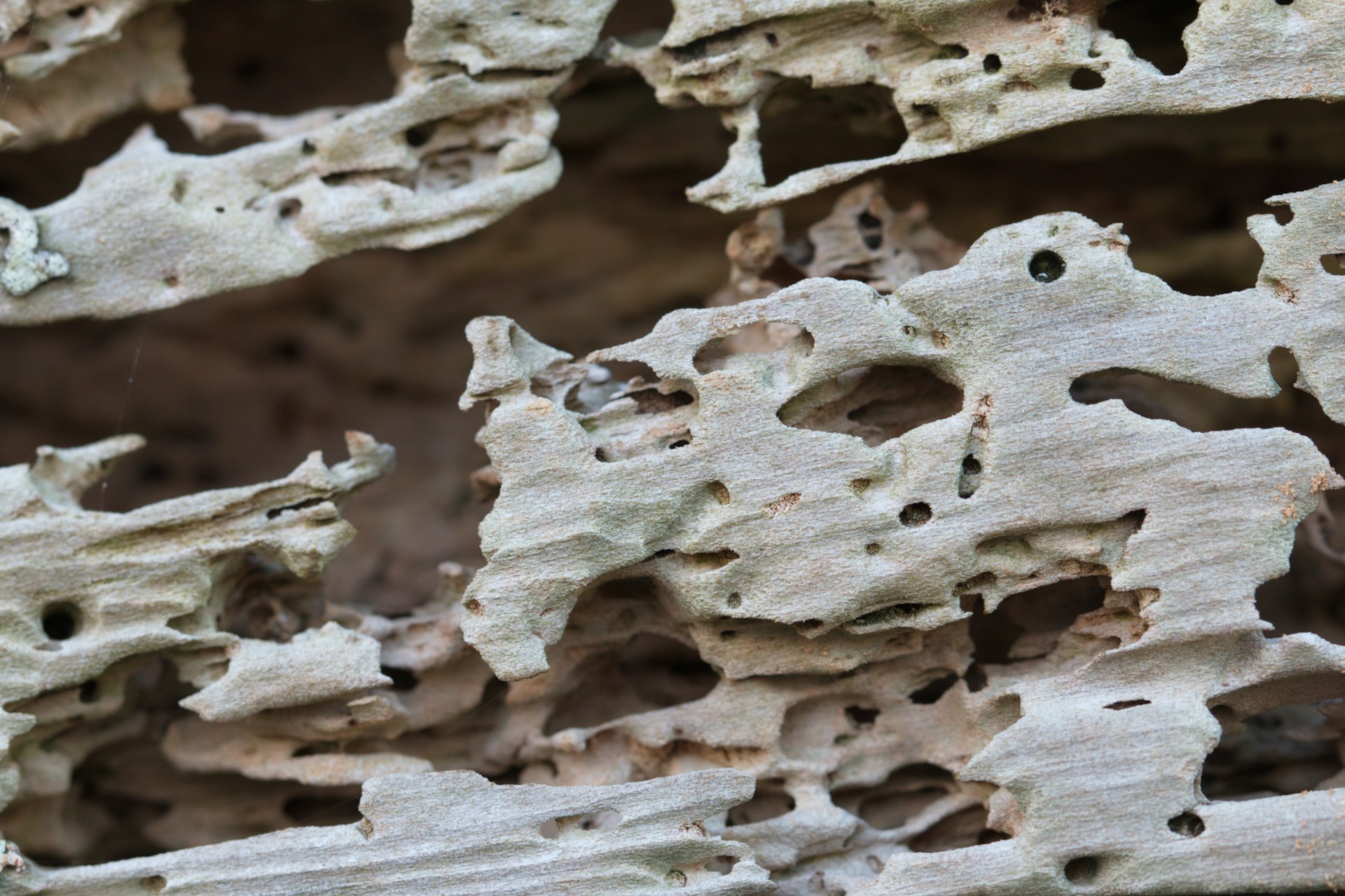 Termite Control & Protection