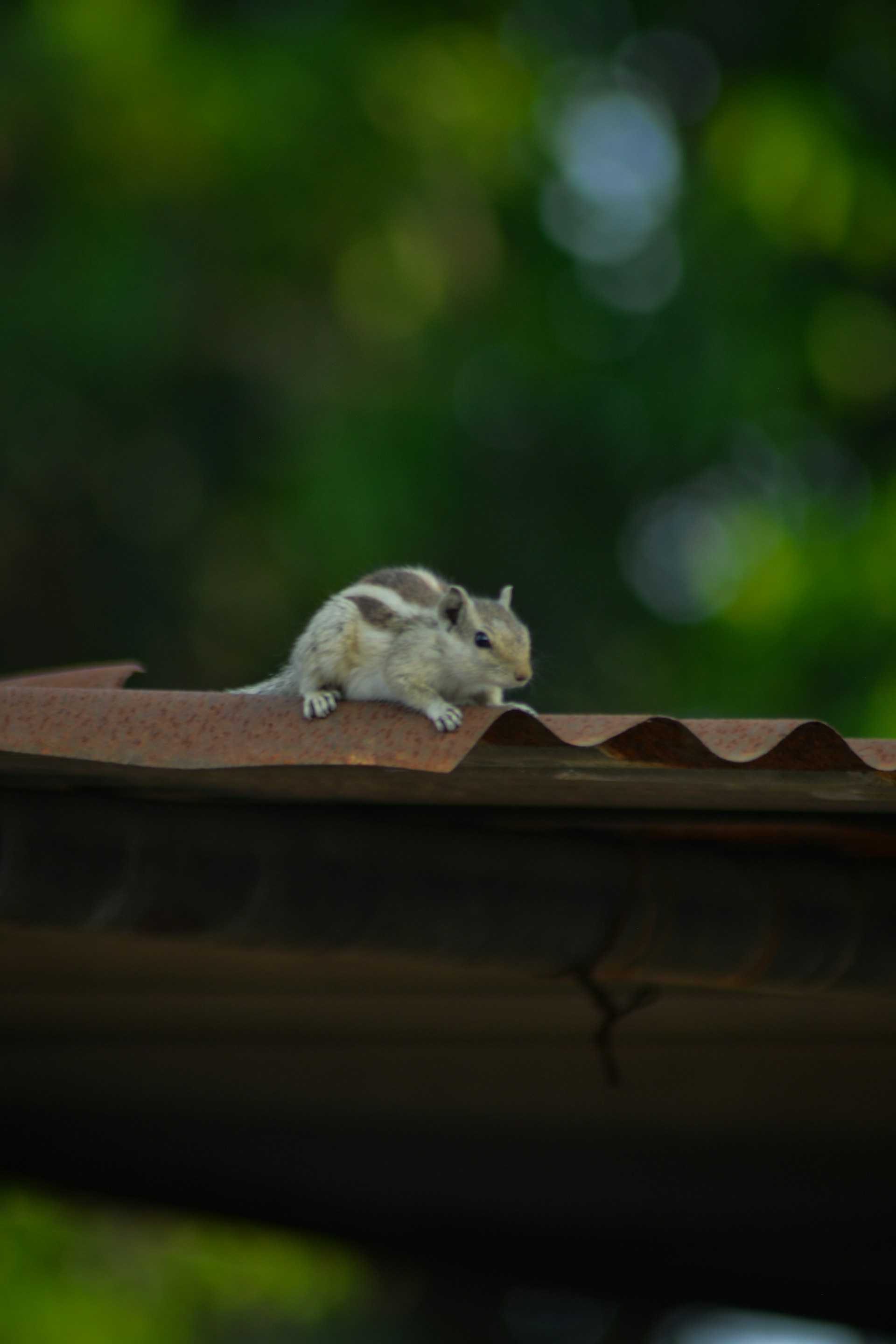 Wildlife Removal & Exclusion